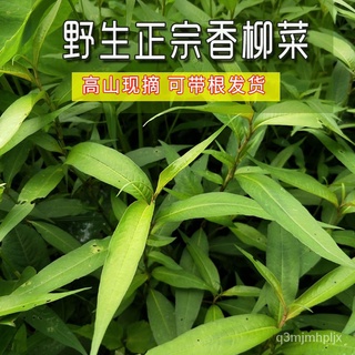 Guizhou Yunnan Specialty Wild Fragrant Willow Root Fish Liao Miao Fish ...