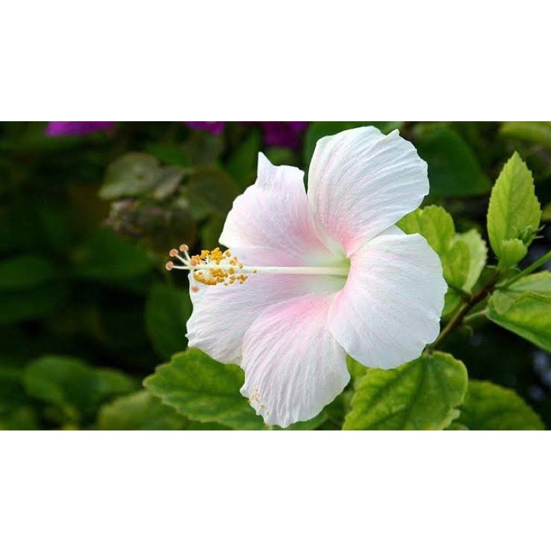 Hibiscus White Gumamela Flower Plant Home Garden Seeds - Variety004 (20 ...