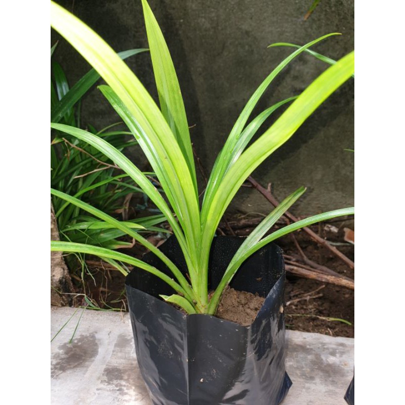 Pandan Plant (seedling) Shopee Philippines