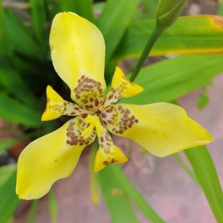 Yellow Walking Iris, Neomarica, Live Plant (Farmer's Daughter) #1
