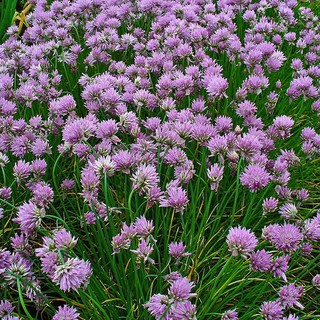 Chives Seeds - Broad Leaf | Shopee Philippines