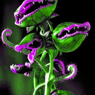 50Pcs Dionaea Seeds Muscipula Giant Clip Venus Fly Trap Seeds Fresh