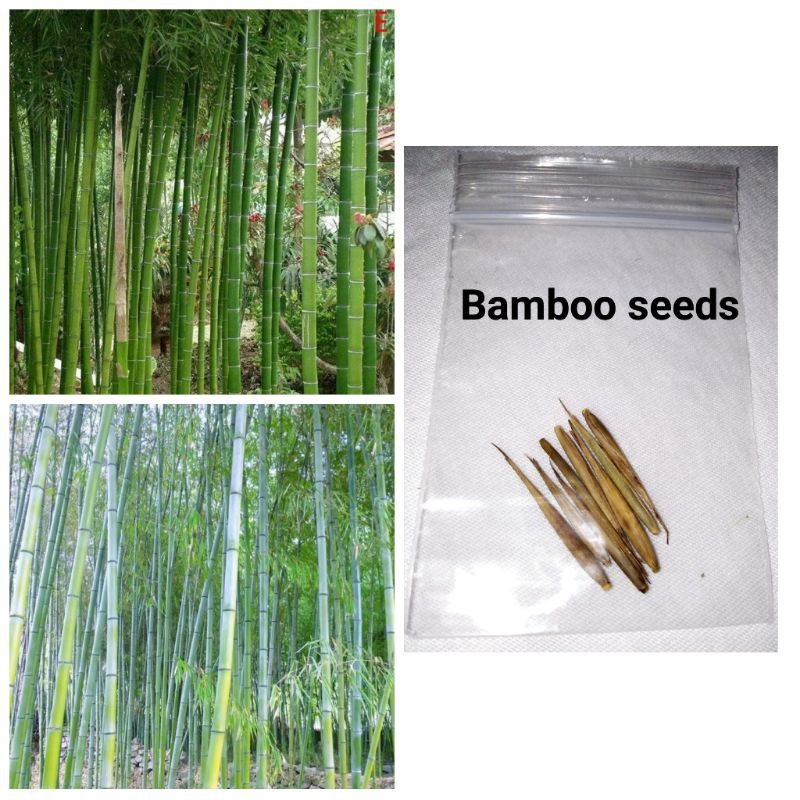 BAMBOO MOSO PLANT SEEDS Shopee Philippines