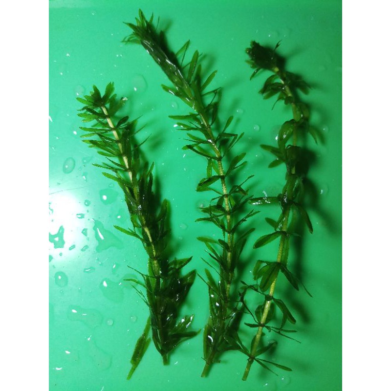 Hydrilla / Waterthymes aquatic plant for aquariums and