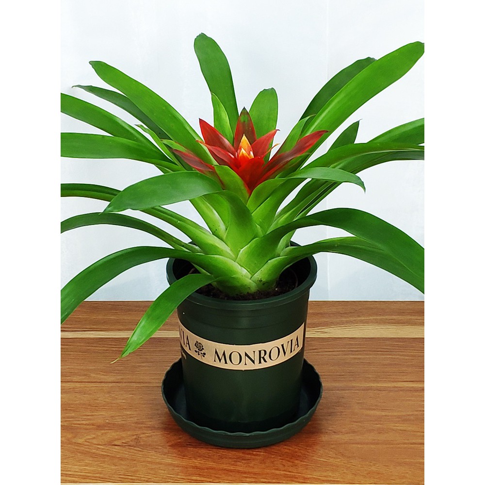 100pcs potted hydroponic plants are evergreen all the year round