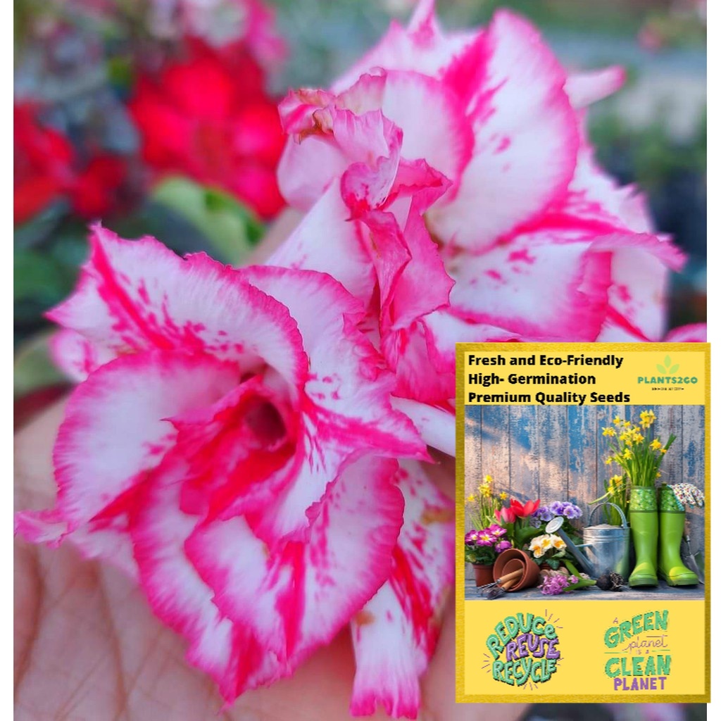 Adenium Seeds White with Fuchsia Pink Edge H31 High germination Flower