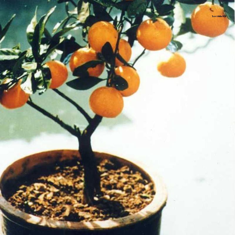 30pcs Edible Fruit Mandarin Bonsai Tree Seeds Citrus Seeds Bonsai