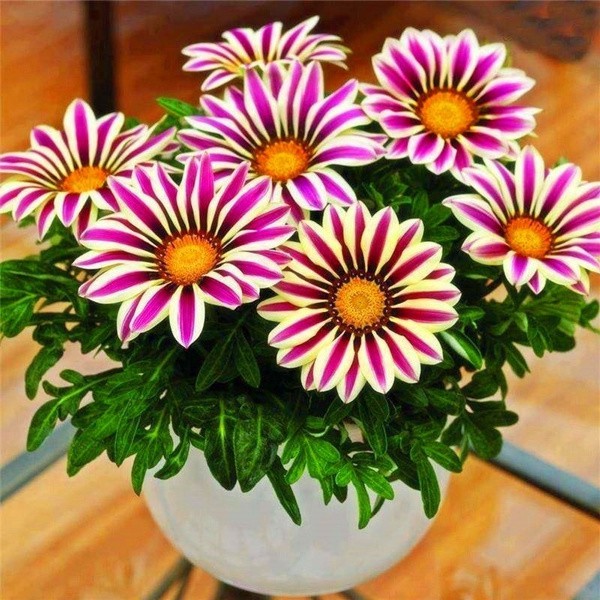 Gazania Ground Cover : Gazanias Treasure Flower Plant Care Growing Guide, Great for use in pathways, rock gardens and garden beds.