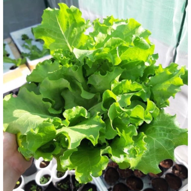 Green Leaf Lettuce Seeds 250350 seeds Shopee Philippines