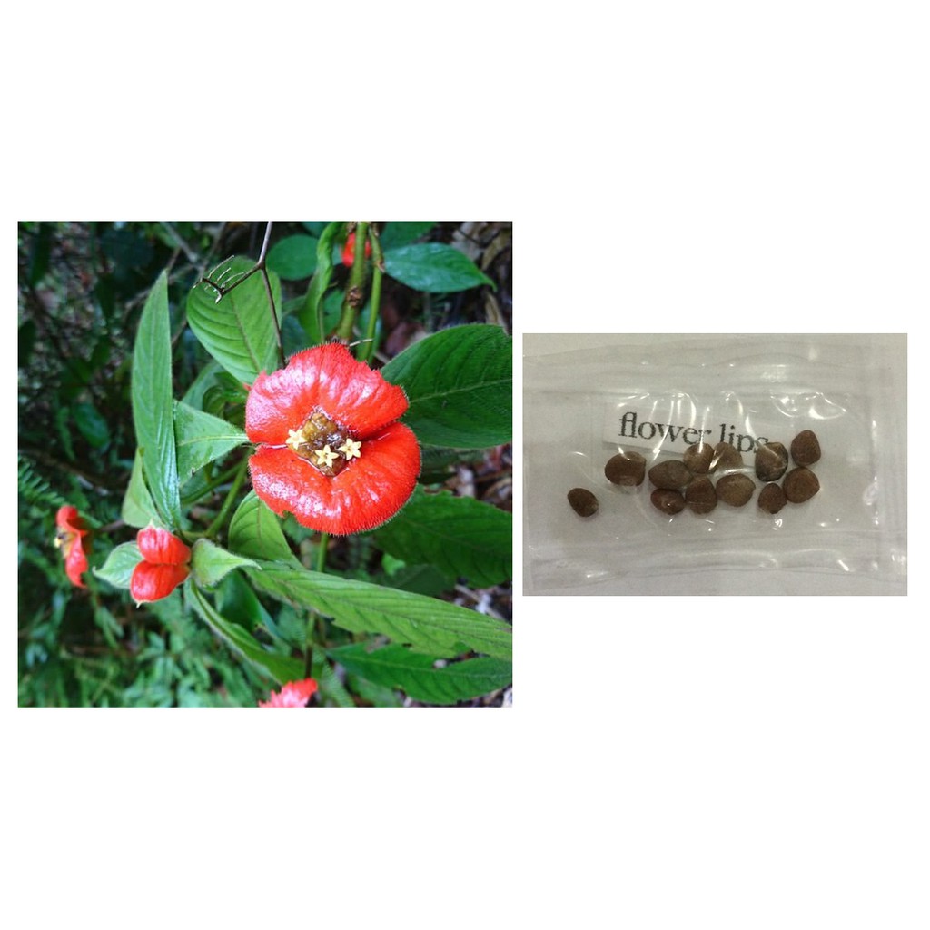 Psychotria Elata Hot Lips Flower Plant Seeds Shopee Philippines