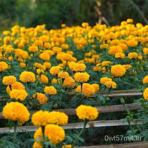 seeds for planting Philippines  100Pcs Yellow Orange Color Marigold Flower Seeds Bonsai Plants Live 