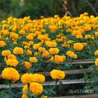seeds for planting Philippines  100Pcs Yellow Orange Color Marigold Flower Seeds Bonsai Plants Live  #2