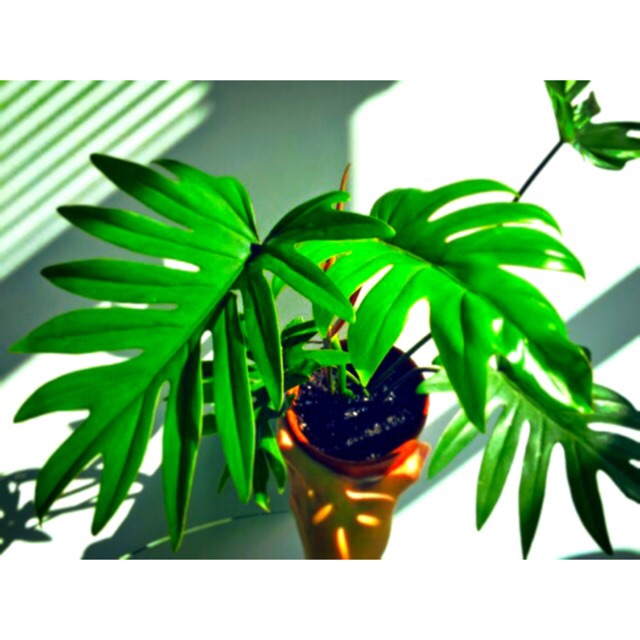 Rare Philodendron Mayoi Indoor Plant Shopee Philippines