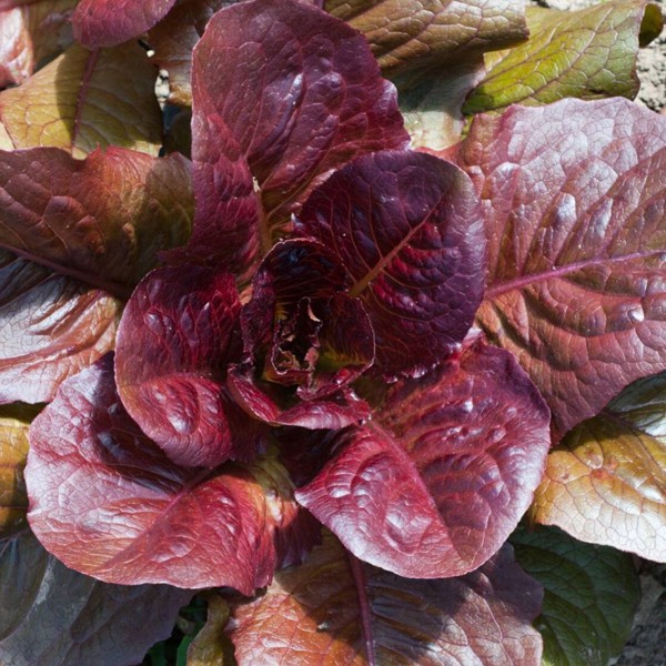 Red Romaine Seeds - Lettuce Seeds Rouge