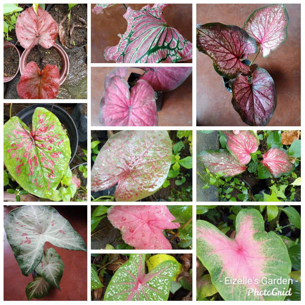 Caladium Live Plant For Sale Small Plant Only Shopee Philippines