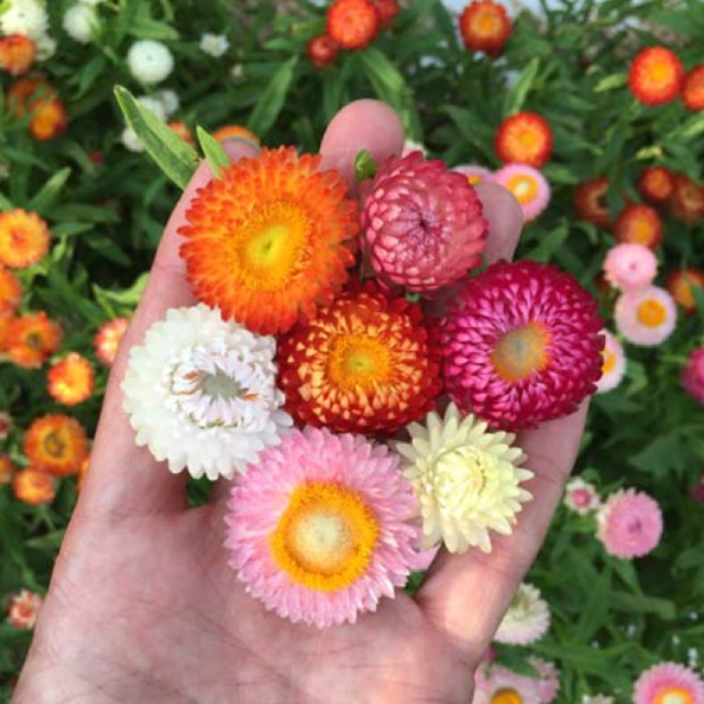 Dwarf Strawflower Mix Colour Seeds Shopee Philippines