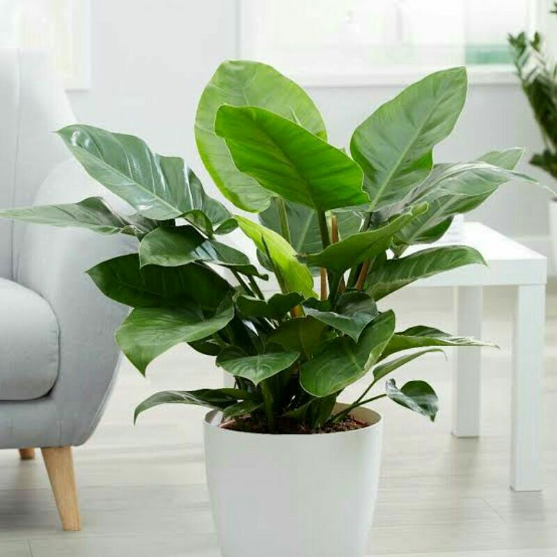 Philodendron Imperial Shopee Philippines