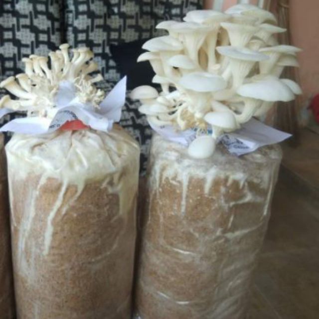 mushroom fruiting bag philippines