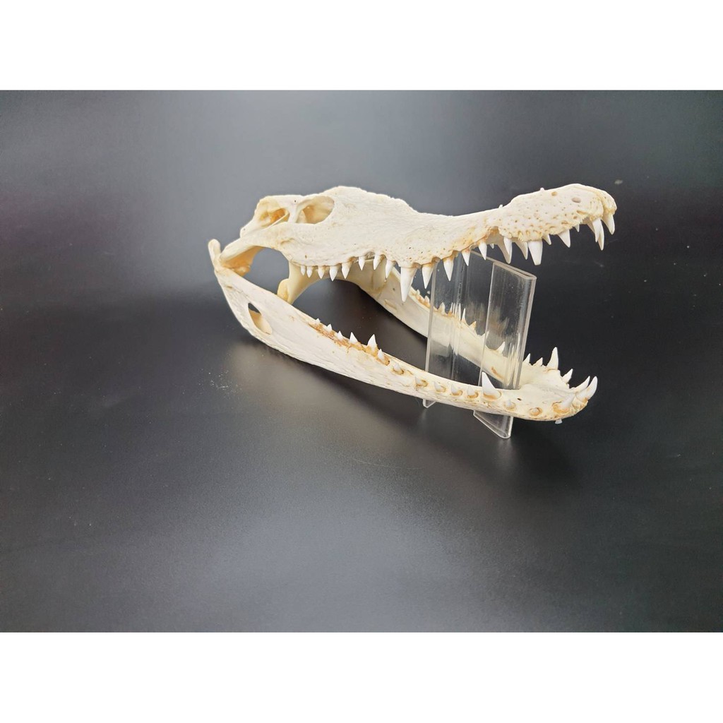 Crocodile Skull For Decorating Cages Or Cabinets Is A Place To Hide Animals #8