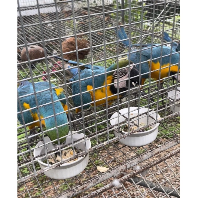 Egg food for Lovebirds, Cockatiels, Conures, Ringnecks, Cockatoos, Macaws, ETC #5