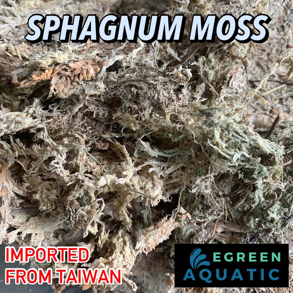 Sphagnum Moss 30g Tarantula Bedding Substrate Spider Litter Shopee