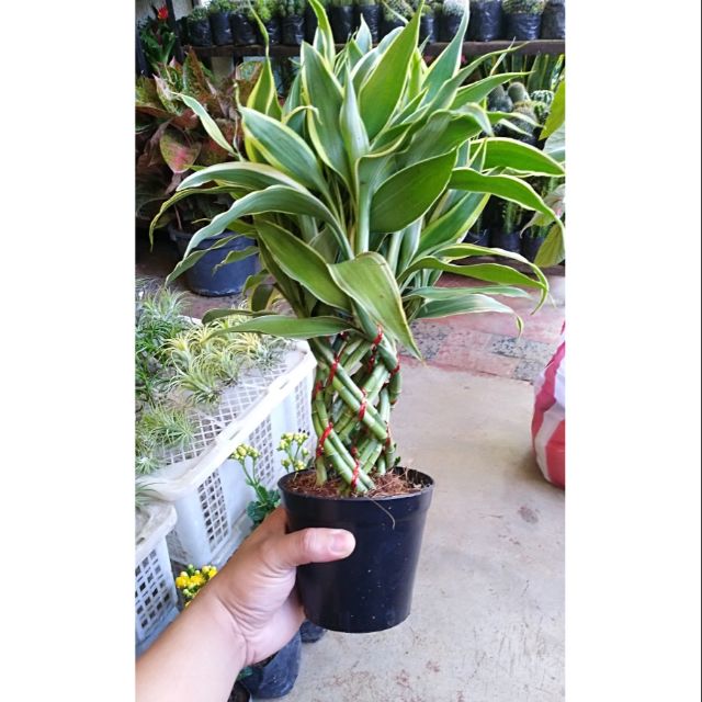 Braided Bamboo plant(Indoor) Shopee Philippines