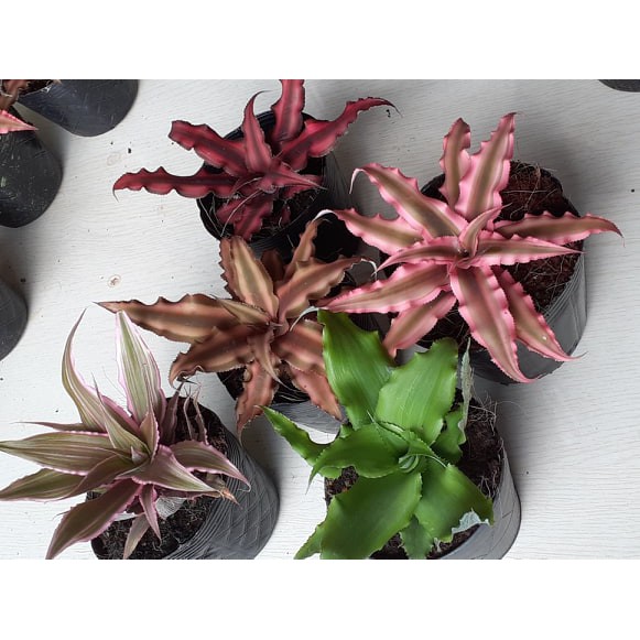 MiniBromeliads Cryptanthus Varieties for Indoor/Outdoor Garden