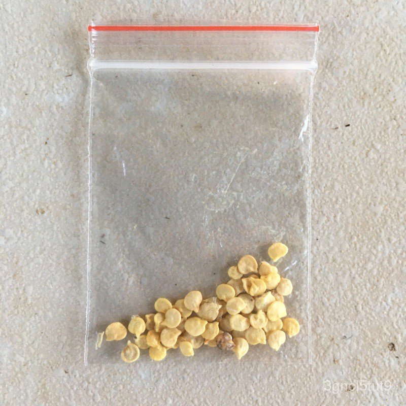 long chili/finger pepper/siling panigang/siling haba/native pepper seeds儿童/种子/男装/seeds/上衣/文胸/母婴/通心菜/