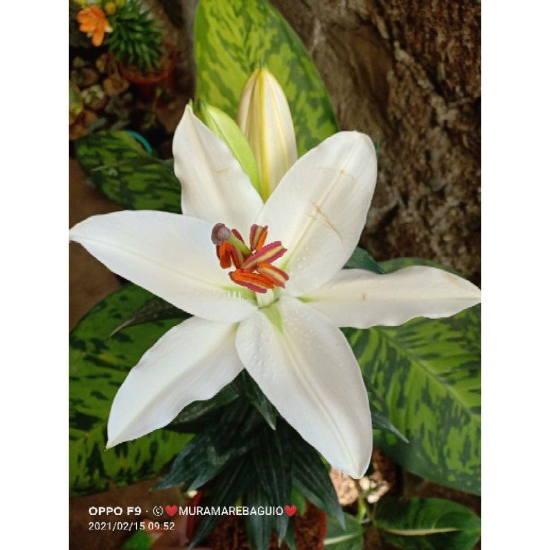 Stargazer Lilium Hybrid | Shopee Philippines