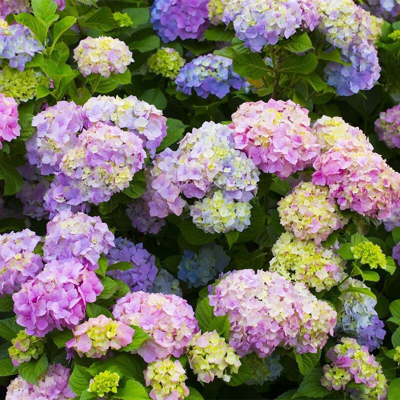 Mixed Hydrangea Bonsai Seeds Beautiful Flower Seeds for Sale Garden Flower Plant Seed Live Plants Po
