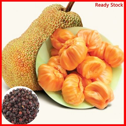 2PCS Rare Mango Seed Very Delicious Fruit Seed Very Easy Grow For Home Garden Bb 