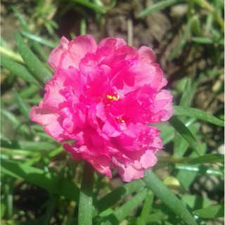 12 Special Large Flower Portulaca Cuttings Indoor Outdoor Plants Shopee Philippines