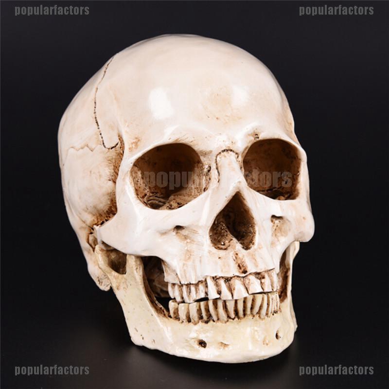 Realistic Skull Head Art Deco Resin Model Medical Teaching Skeleton White 