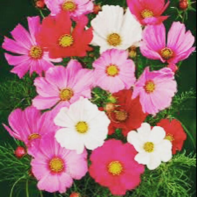 Cosmos FLOWER SEEDS