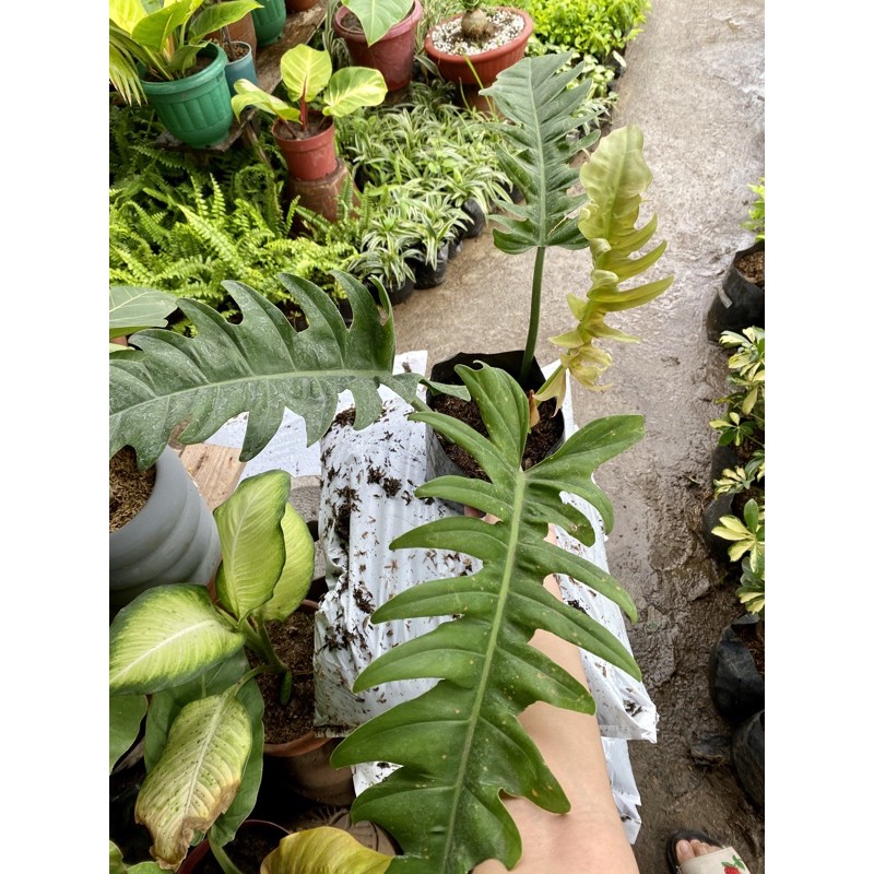 Philodendron Jungle Boogie Shopee Philippines