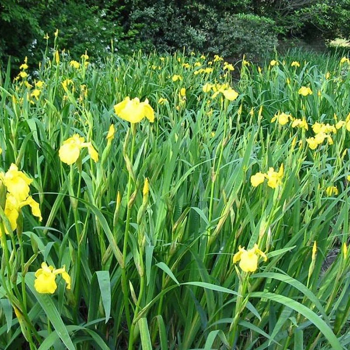 ◙℗◈Aquatic plant yellow calamus evergreen white flower purple iris seedling wetland park hydroponics