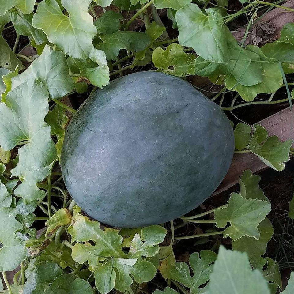 Black Diamond Watermelon Seeds, Vegetable Seeds020