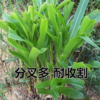 Mexican Corn Grass Seeds Big Chymus Herba High-Yield Drought-Resistant ...