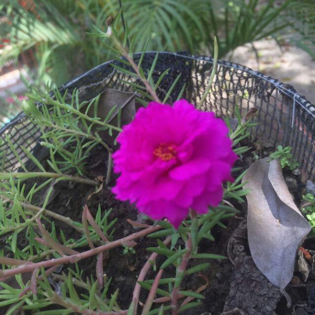 Portulaca Grandiflora Vietnam Rose Shopee Philippines