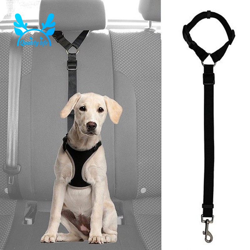 harness and leash