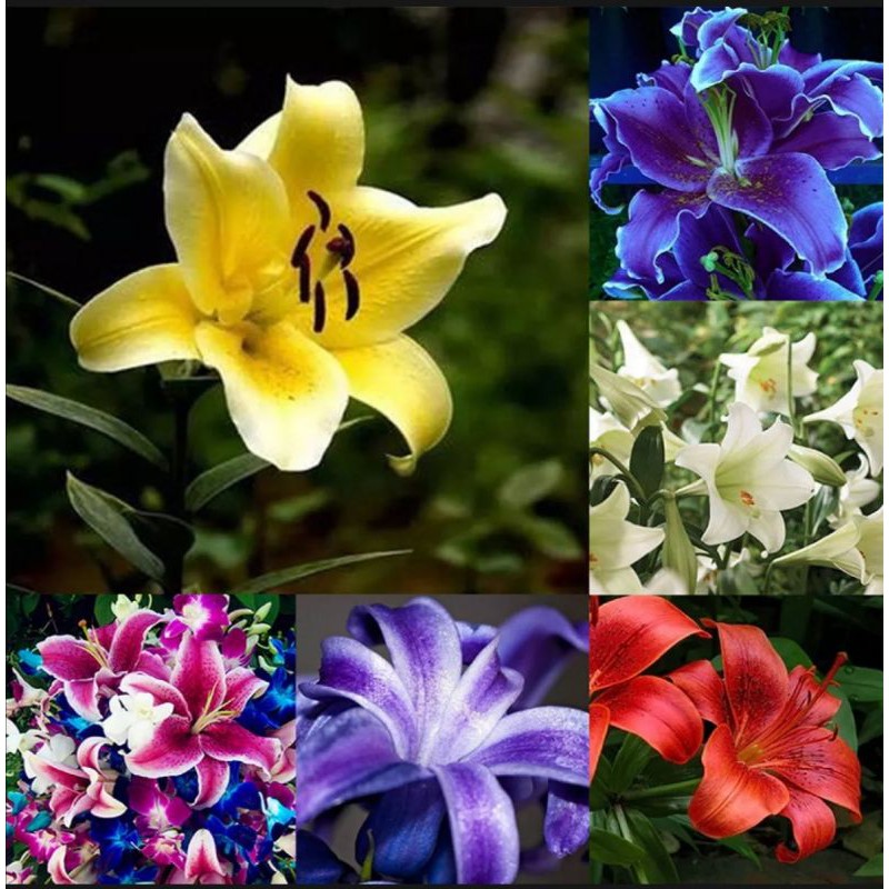 Lily flower plant seeds Shopee Philippines