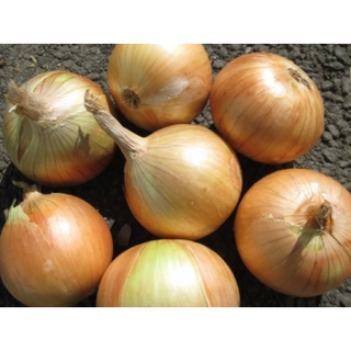 （hot）White Onion Seeds / Yellow #2