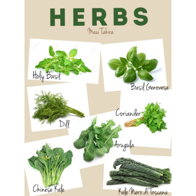 Filipino Herbs ubicaciondepersonas.cdmx.gob.mx