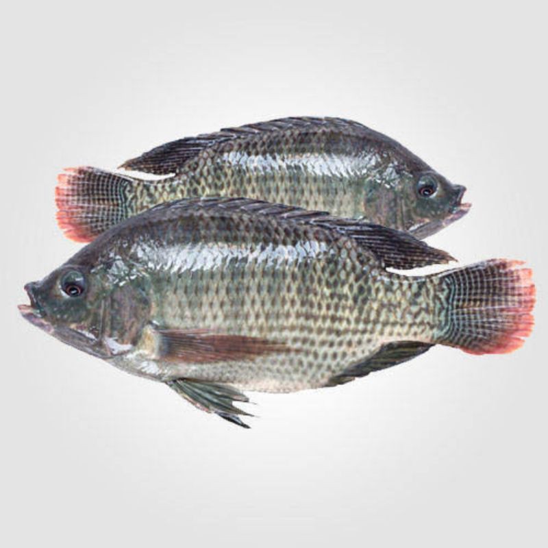 Fresh Tilapia 1 Kilo per Order Shopee Philippines
