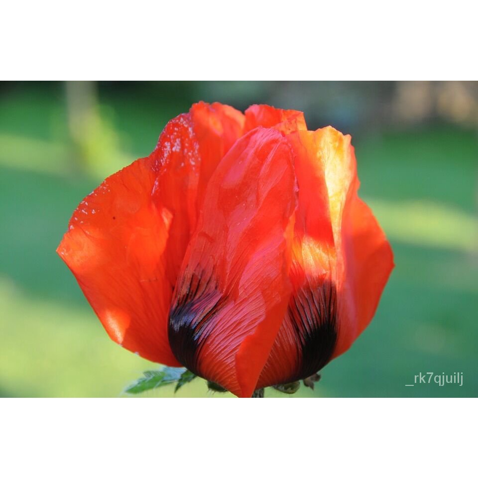 Guaranteed germination rate 100 RED TULIP POPPY Papaver Glaucum Flower