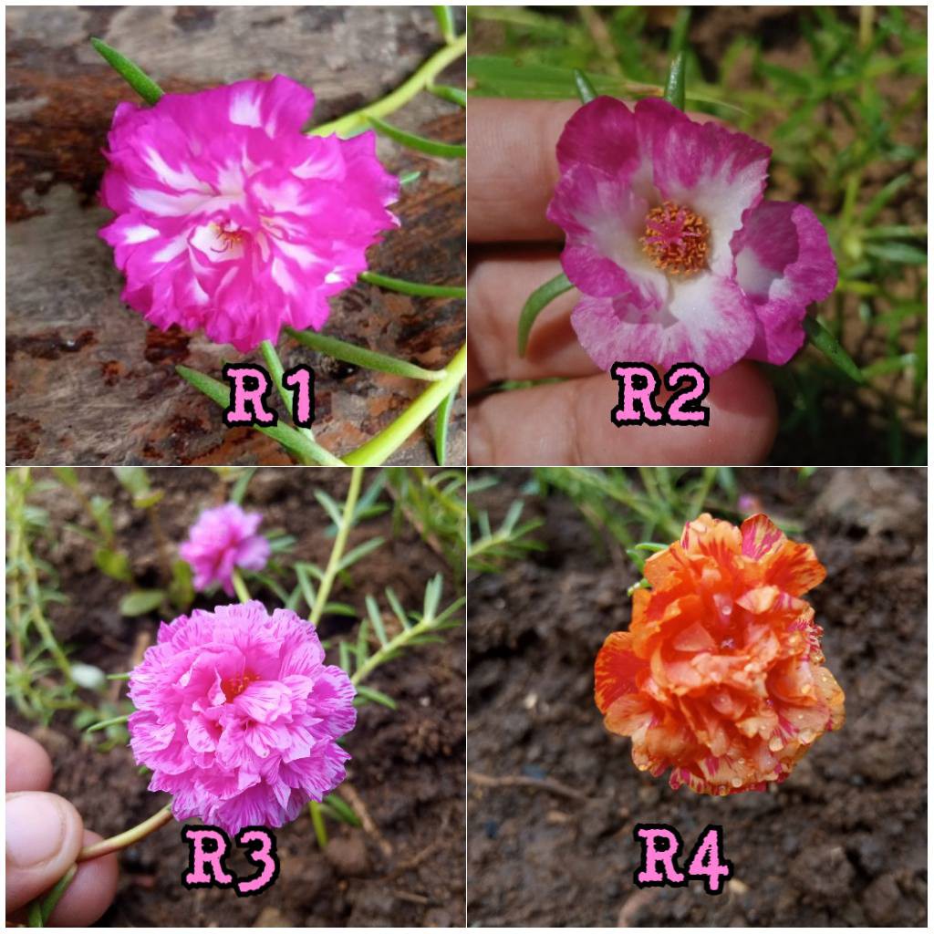 Rare Colors Vietnam Rose Cuttings Or Stem Only Not Live Plant Shopee Philippines