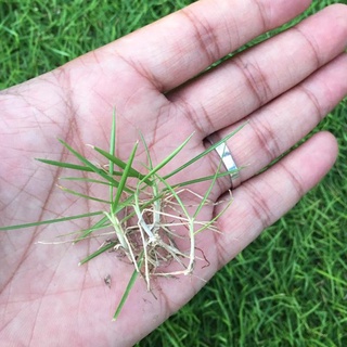 Dwarf Bermuda Grass Seeds Green Evergreen Lawn Grass Seeds Drought 