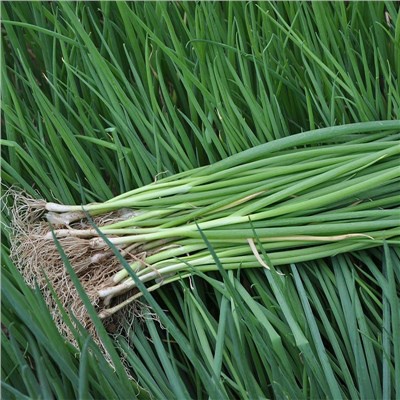 DAHON NG SIBUYAS/BUNCHING ONION - 1000pcs seeds /ONION Seeds/EASY TO ...