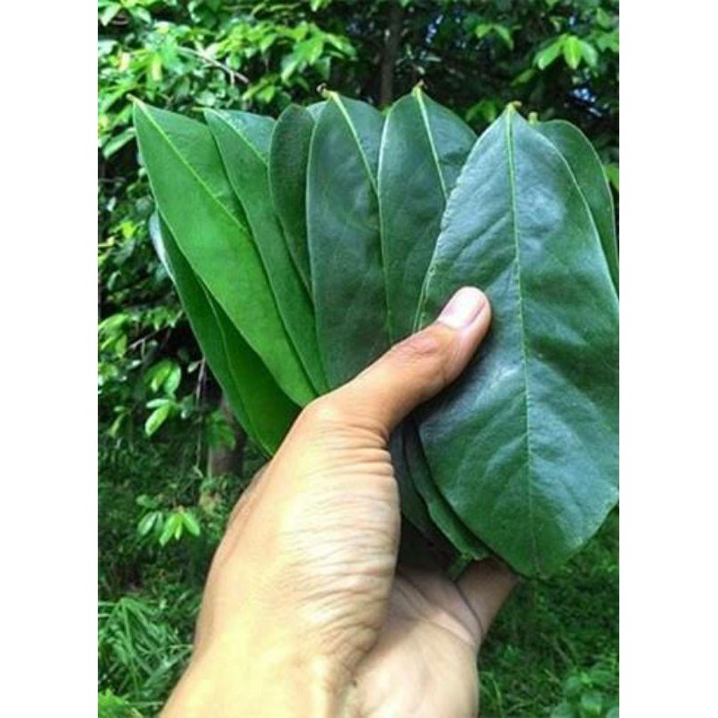 Fresh And Air Dried Guyabano Leaves 100 Pcs Or More Per Pack Shopee Philippines