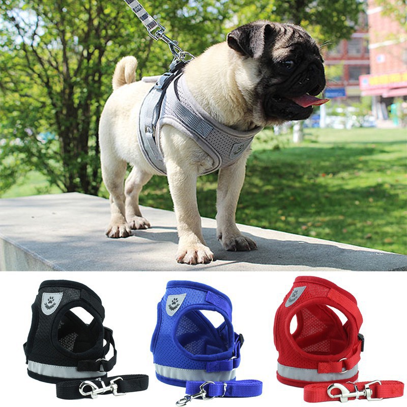 pug dog belt